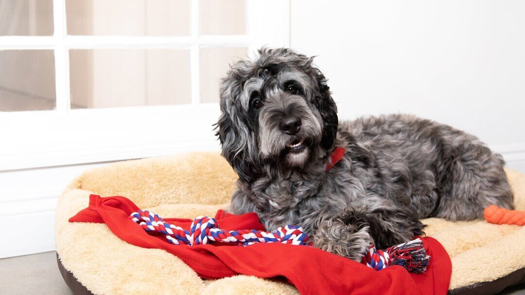 Big fluffy shop dog bed